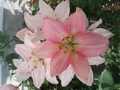 Enlarge photo 150