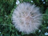Enlarge photo 151