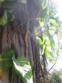 Enlarge photo 65