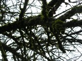 Enlarge photo 96