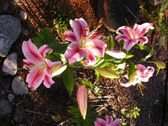 Enlarge photo 34