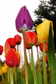 Enlarge photo 327