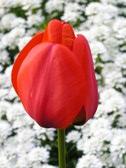 Enlarge photo 51