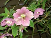 Enlarge photo 40