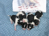 Morgan and Susie Pups