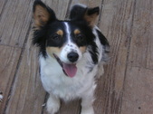 Older Pups and Rescue Kids