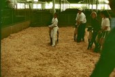4-H/FFA Life