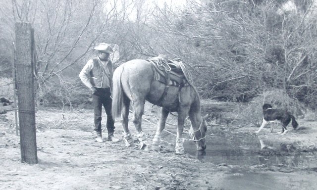 Post A Picture Of Your Working Cow Horse Page 7 Bull Session