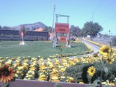 Creative Agriculture