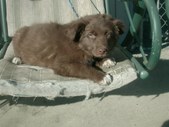 Puppies 06