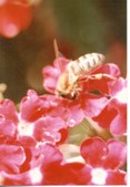 Enlarge photo 42