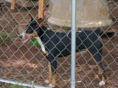 Valaurora Rat Terriers Folder