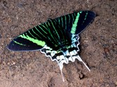 Enlarge photo 112