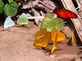Enlarge photo 115