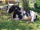 Enlarge photo 13