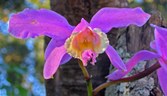 Enlarge photo 28