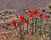 Enlarge photo 21