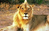 Manuel's Viagem pela Africa (Portuguese)