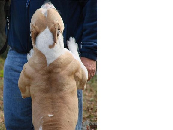 Nation X Home Of The Bully Enthusiast Lets See REAL Muscle Dogs
