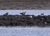 Canada Geese