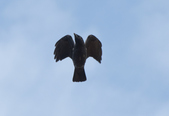 Carrion Crow