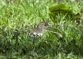 Chaffinch