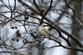 ChiffChaff