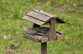 Collared Doves