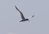 Common Terns