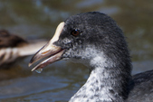 Coot