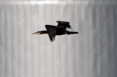 Cormorant