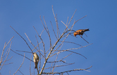 Crossbills