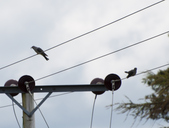 Cuckoo
