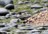 Dunlin