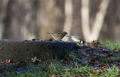 Enlarge photo 34