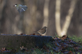 Enlarge photo 33