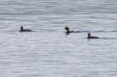 Eider Duck