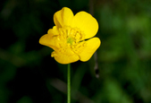 Enlarge photo 31