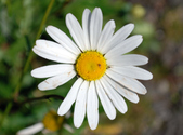 Enlarge photo 34