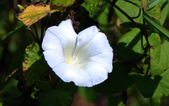 Enlarge photo 35