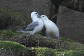 Fulmar