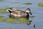 Gadwalls