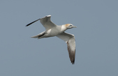 Gannet