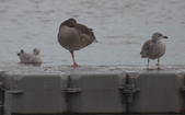Geese