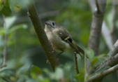 Goldcrest