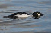 Enlarge photo 36