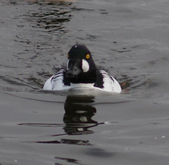Enlarge photo 51