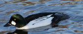 Enlarge photo 47