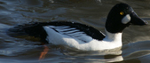 Enlarge photo 50