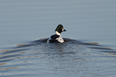 Enlarge photo 34